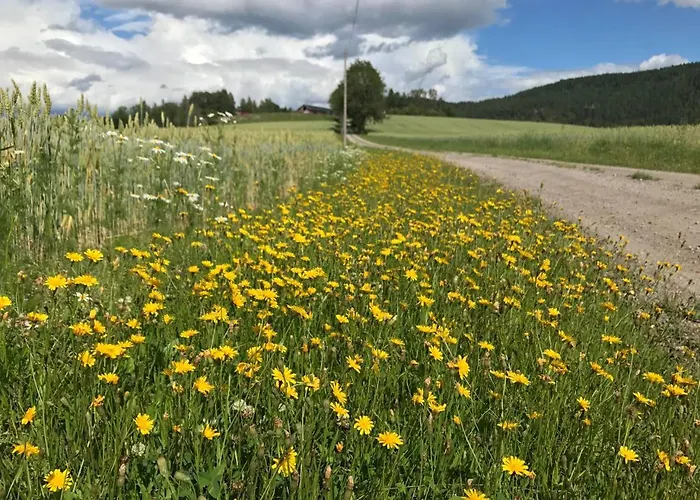 Nedre Eie Telemark *